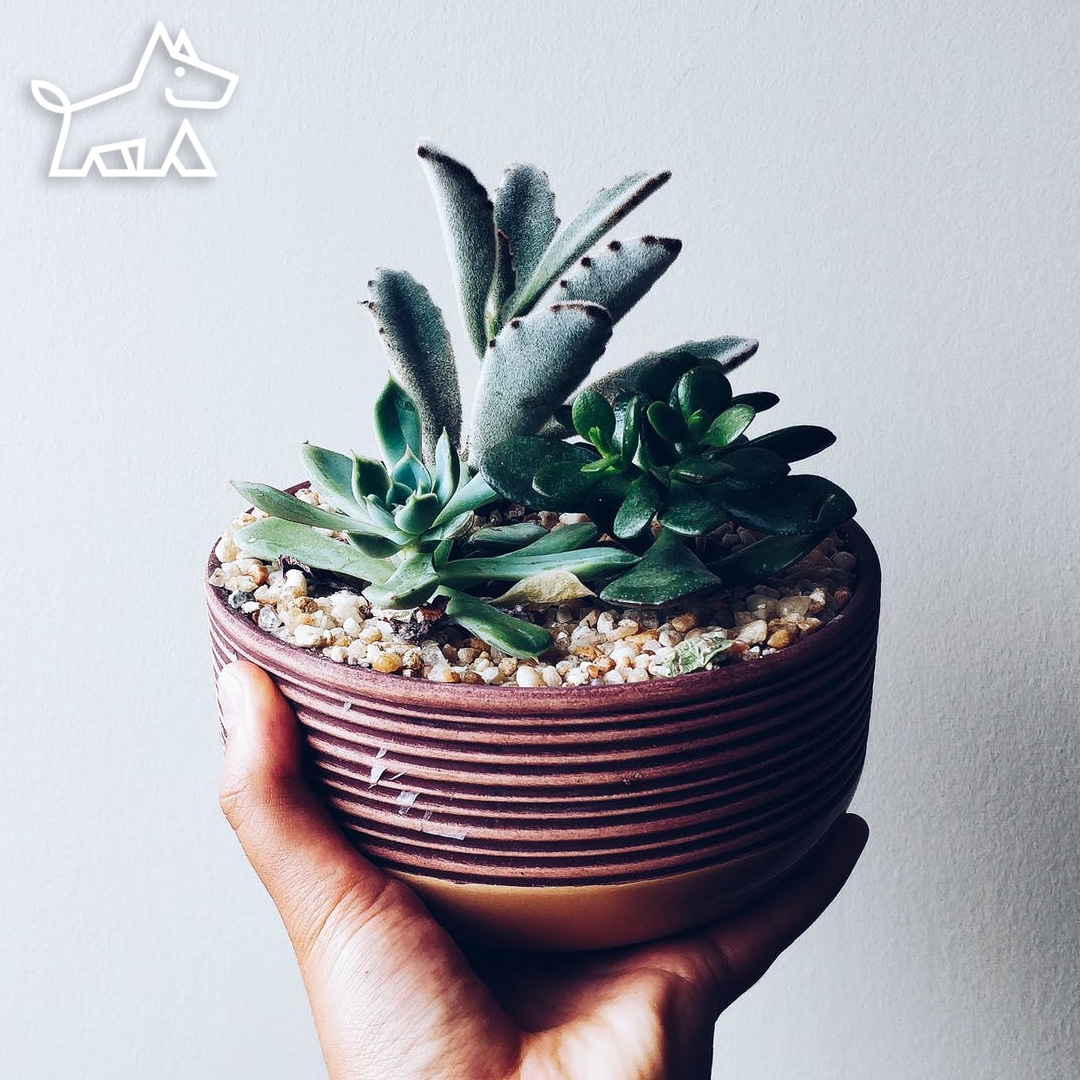 Natural light for houseplants