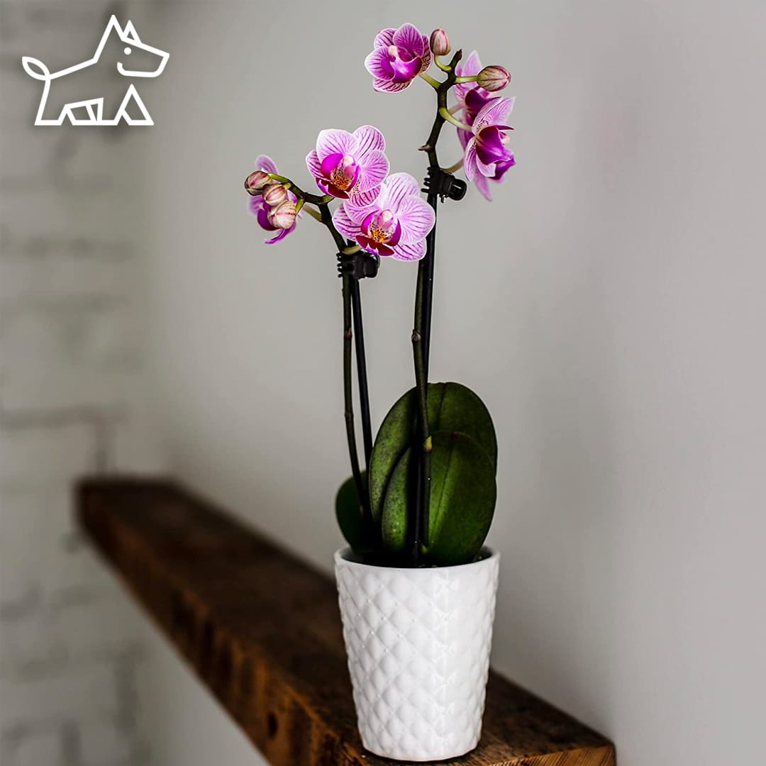 care for orchids