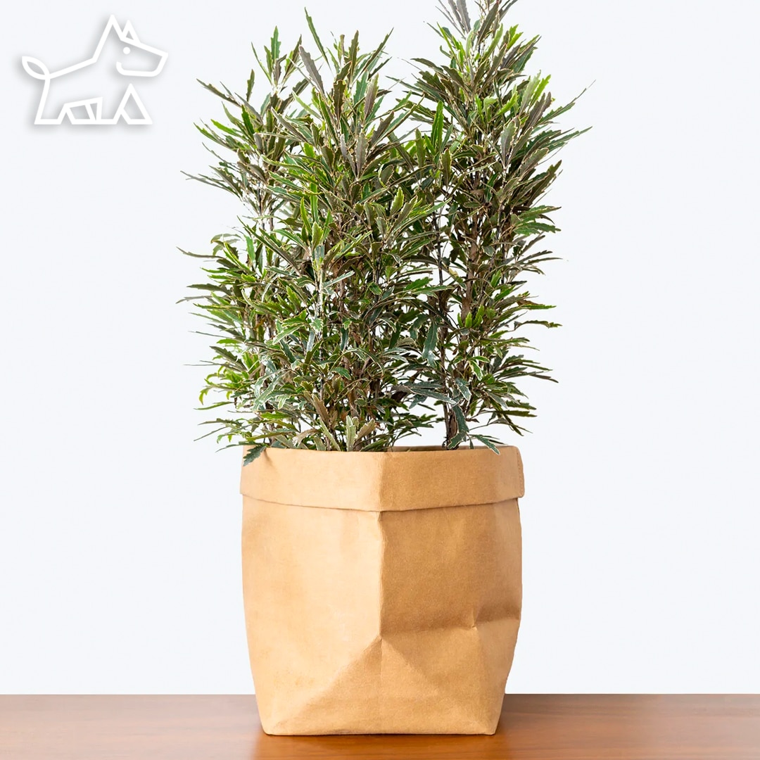 care for false aralia