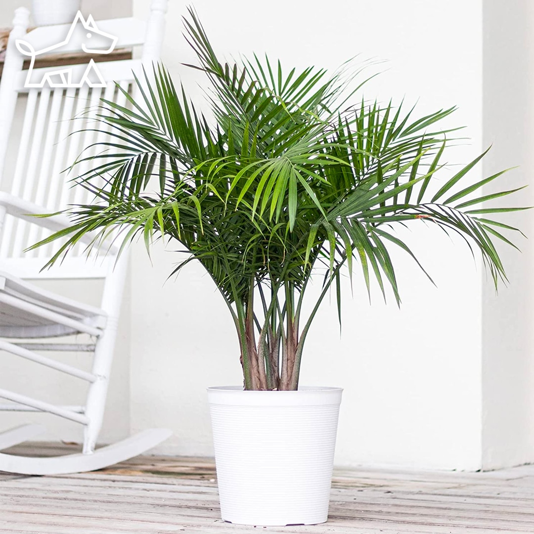 care for palm trees