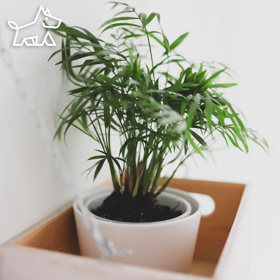 you should talk to your houseplant