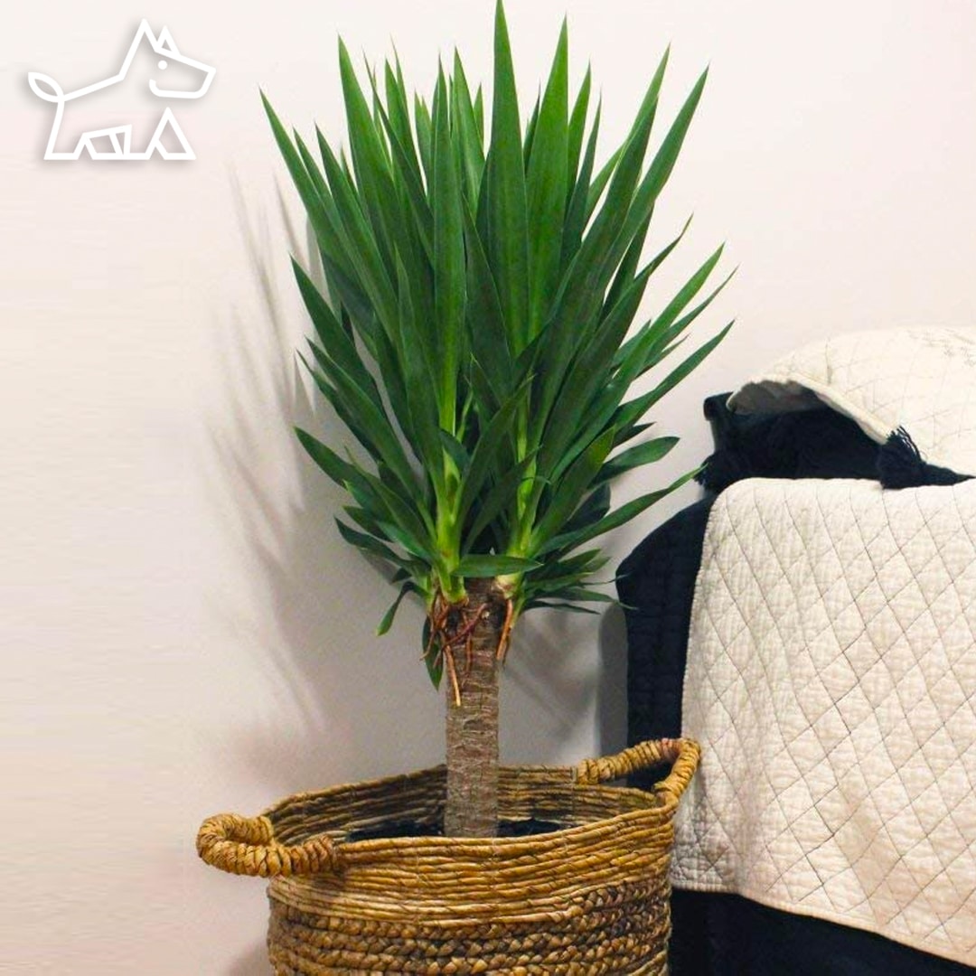 care for yucca