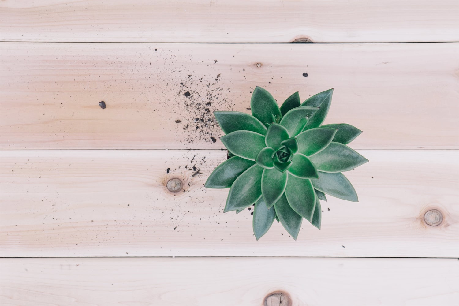 Decorate with Indoor Plants