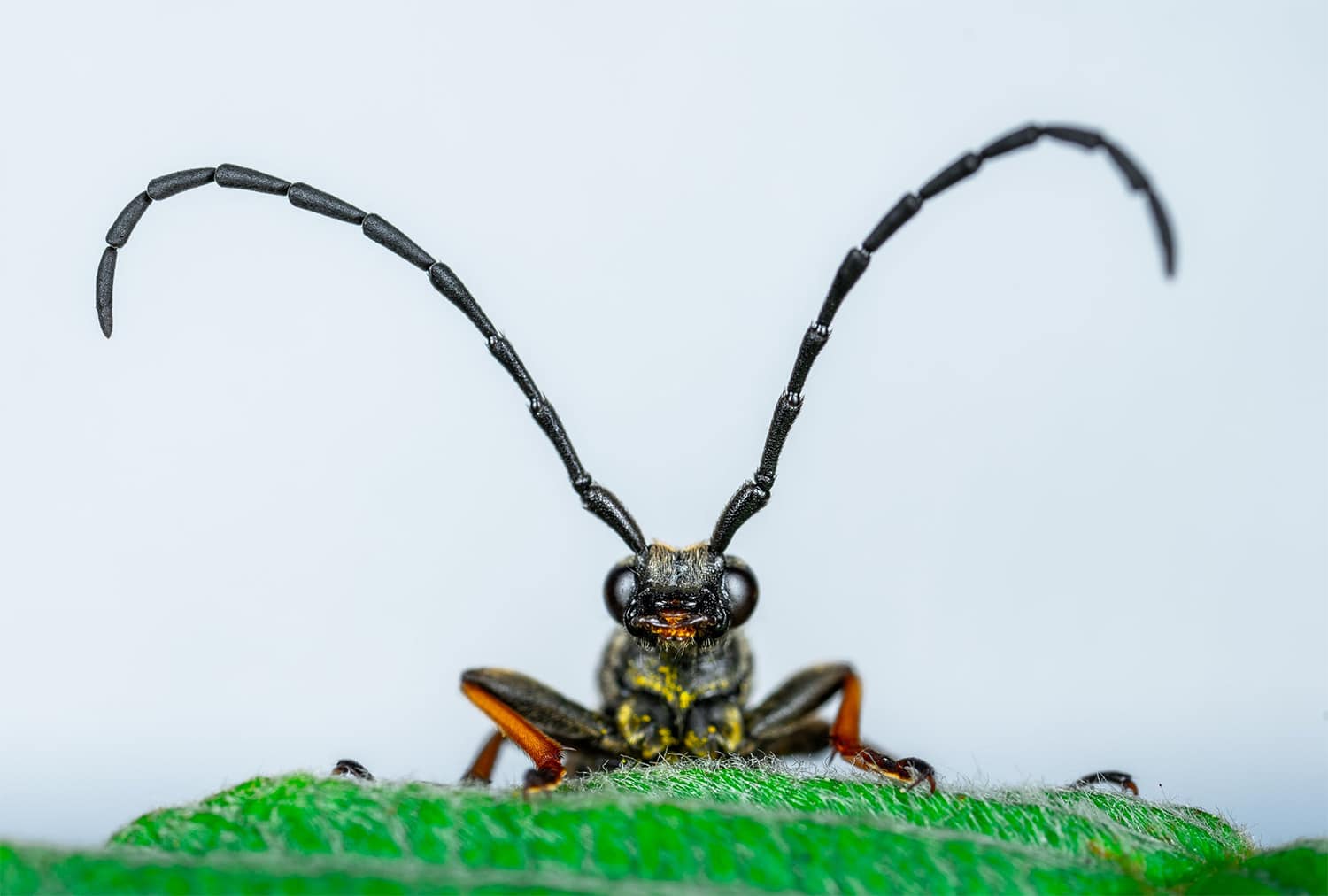 Get Rid of Common Houseplant Pests