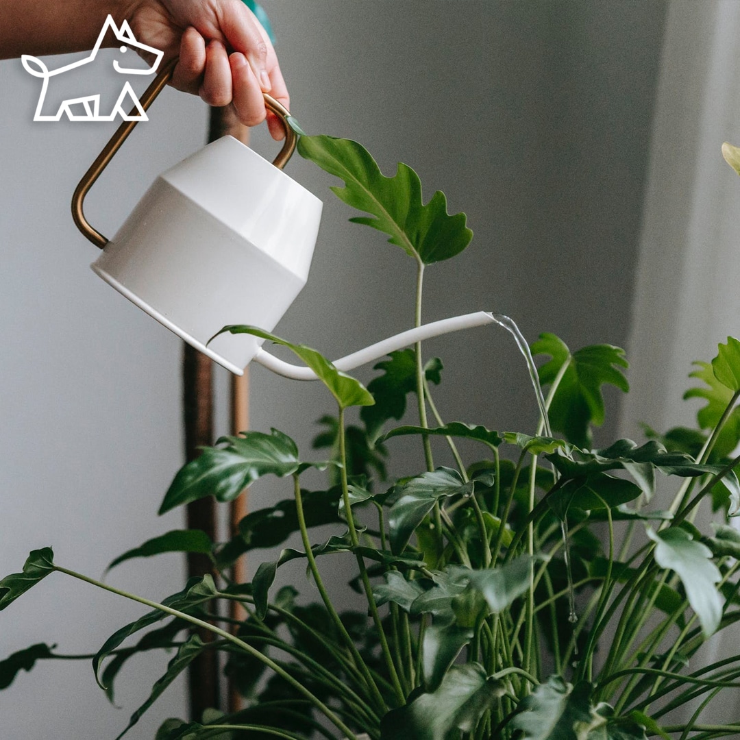 Affordable Houseplants Online