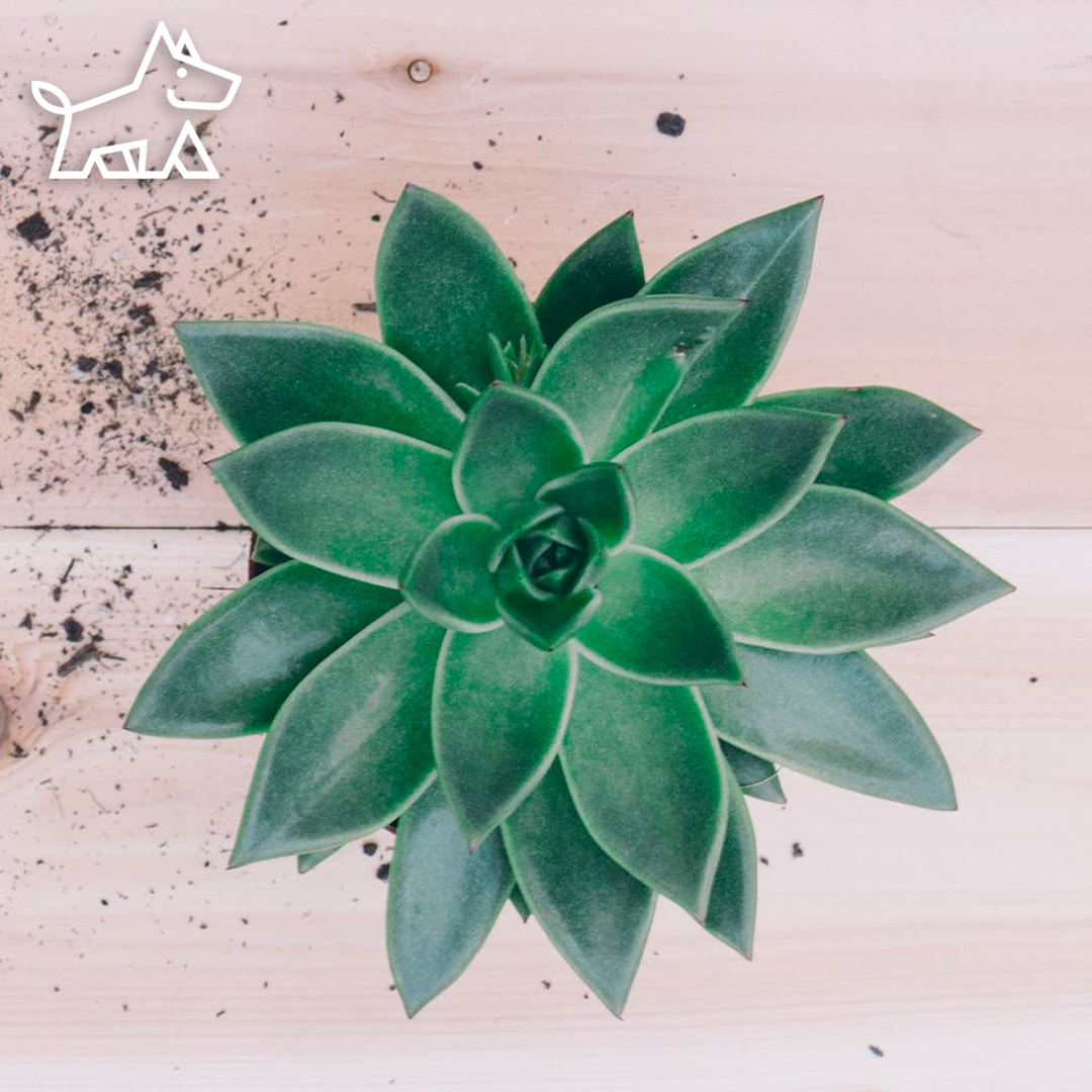 Decorate with Indoor Plants