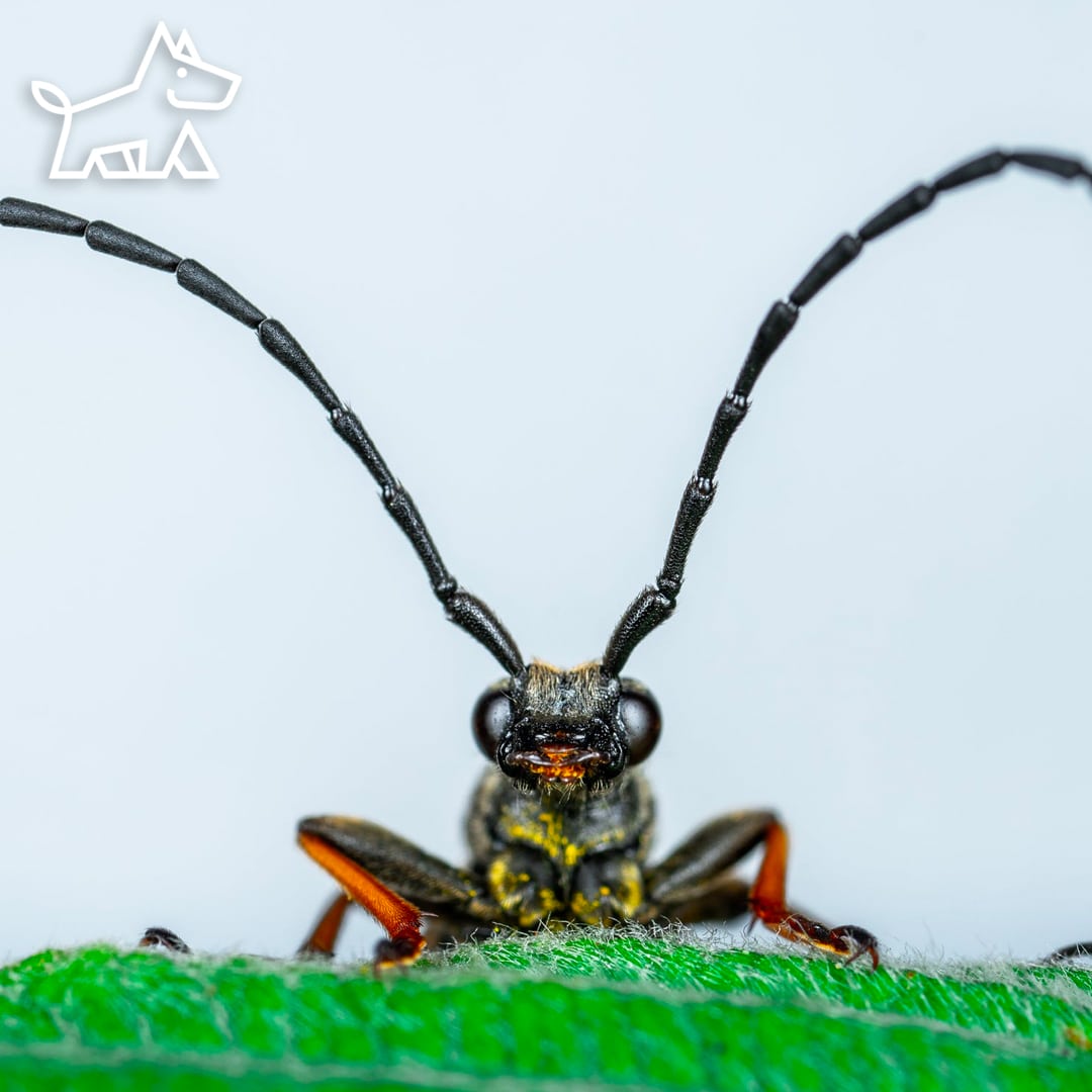 Get Rid of Common Houseplant Pests
