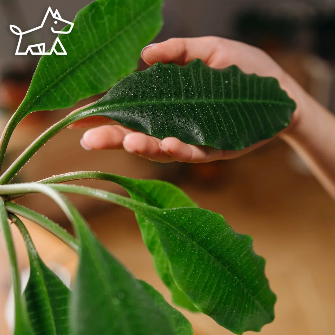 plant care tips