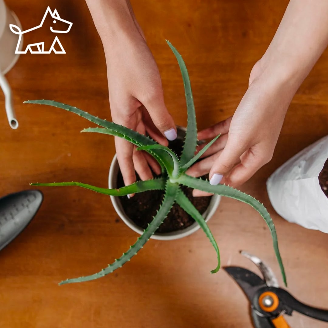 plant care mistakes