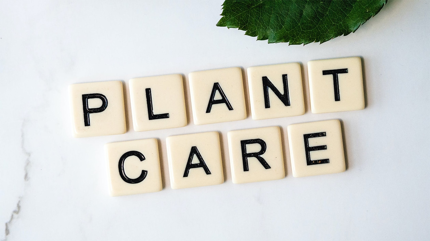 plant care mistakes