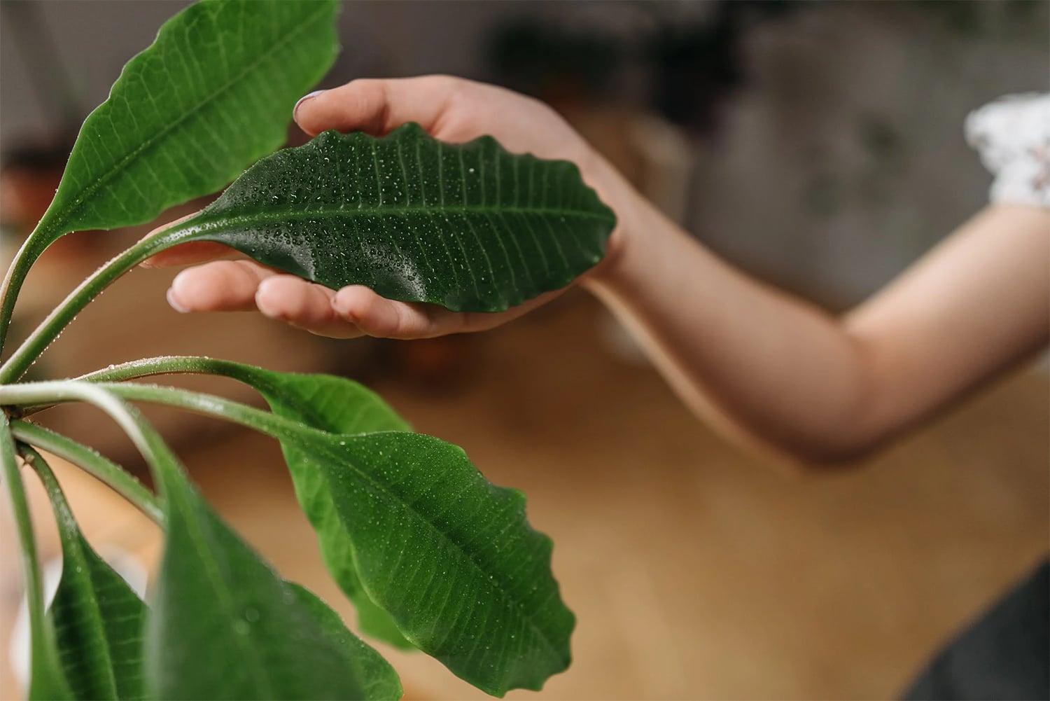 plant care tips