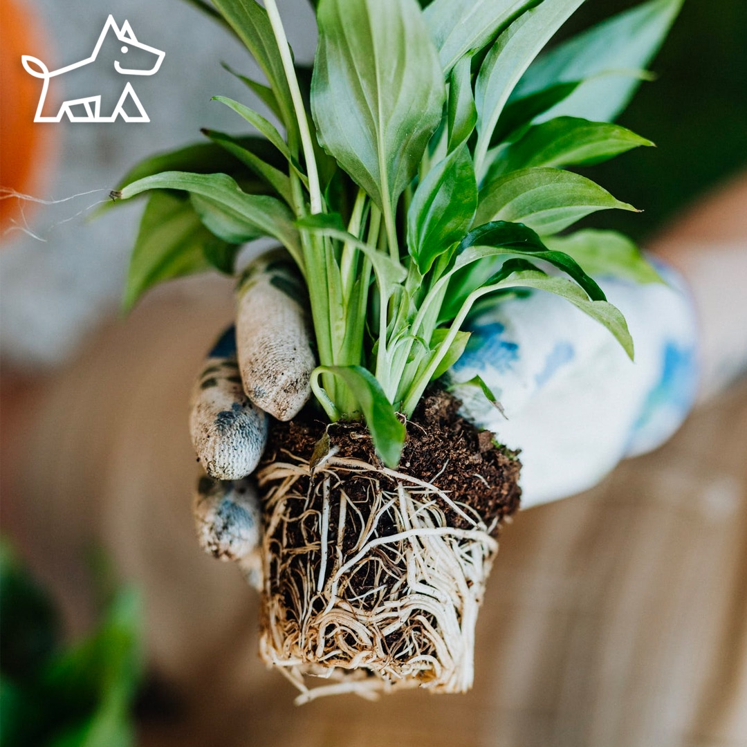 Root Prune a Root Bound Plant