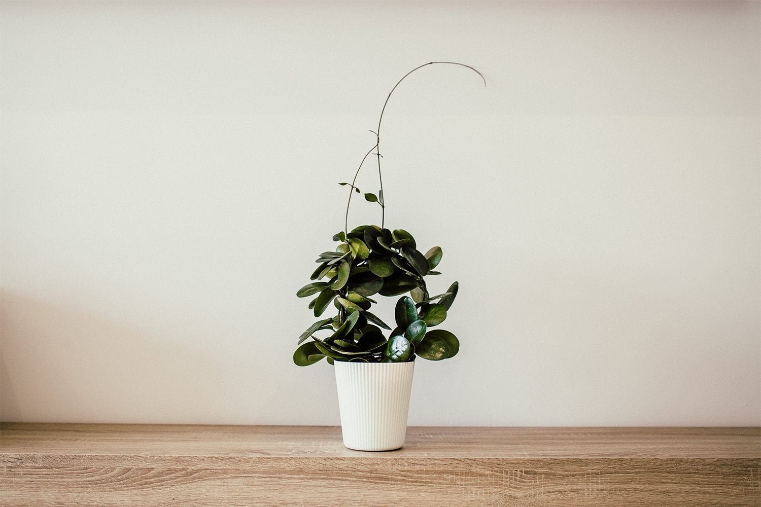 timeless houseplant trends