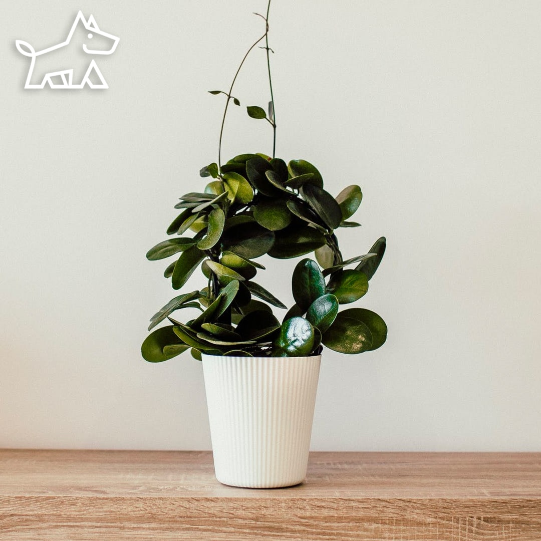 timeless houseplant trend 1