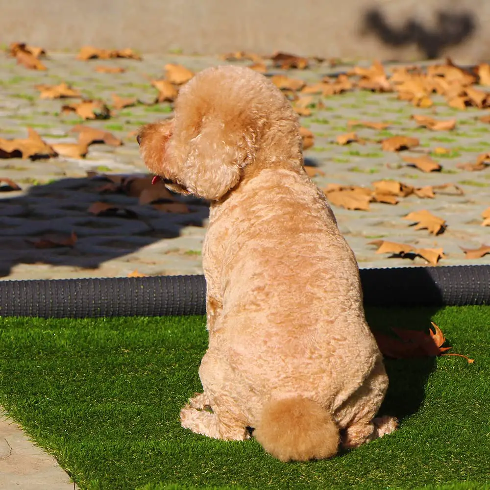 How to Install Pet-Friendly Artificial Grass: A Guide