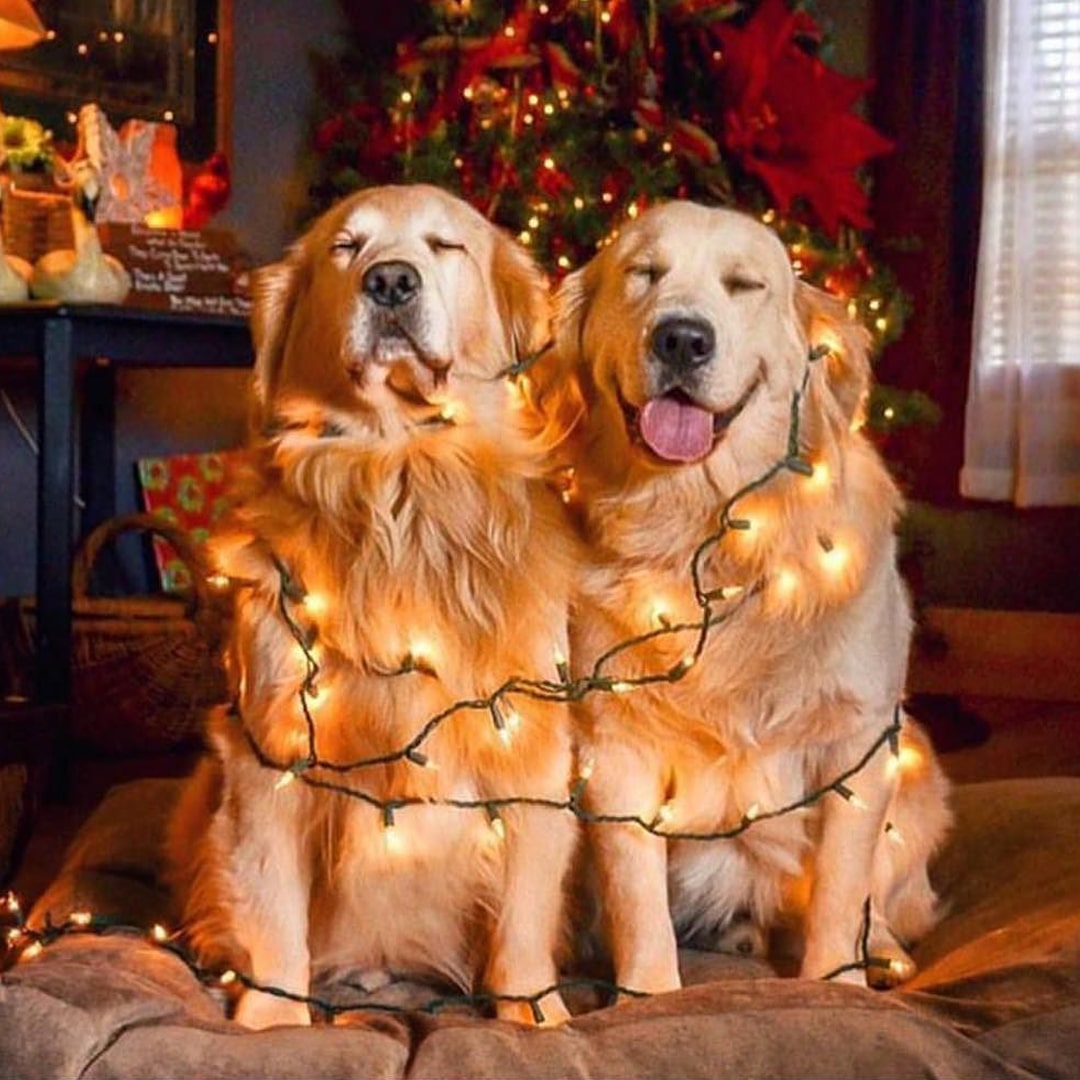 christmas home decor with two dogs