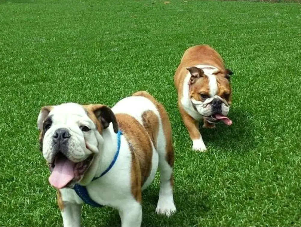 How to Install Pet-Friendly Artificial Grass: A Guide