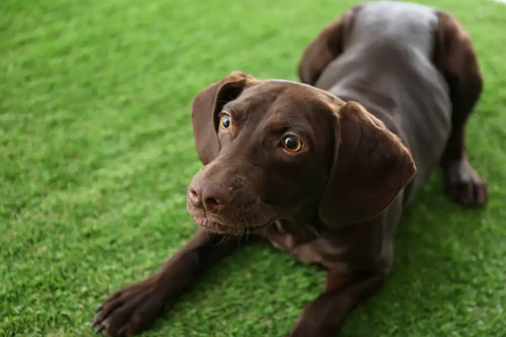 How to Install Pet-Friendly Artificial Grass: A Guide