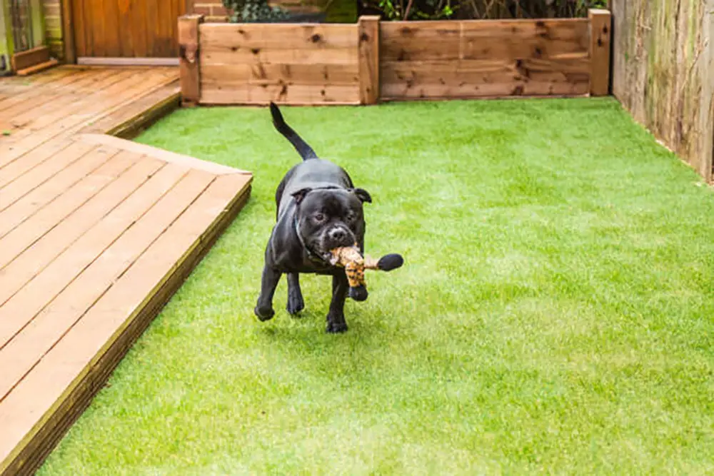 How to Install Pet-Friendly Artificial Grass: A Guide