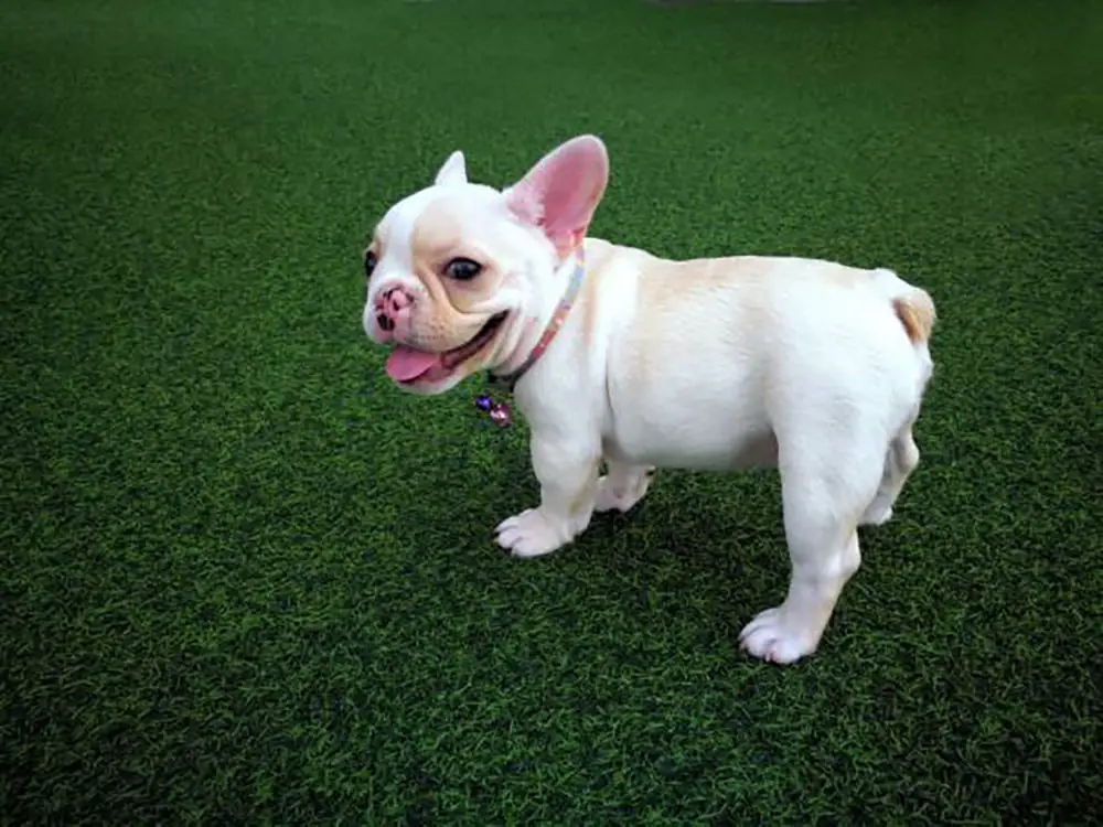 How much Does Artificial Grass or Artificial Lawn for Dogs Cost