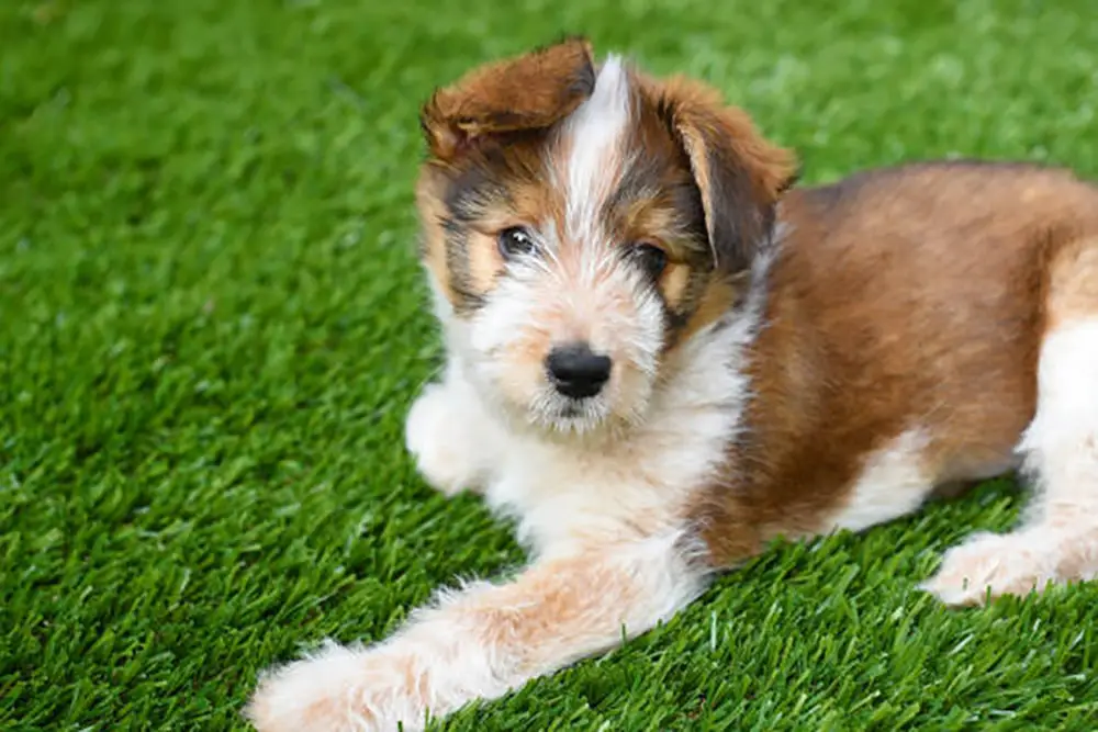 Pet Turf vs. Regular Turf