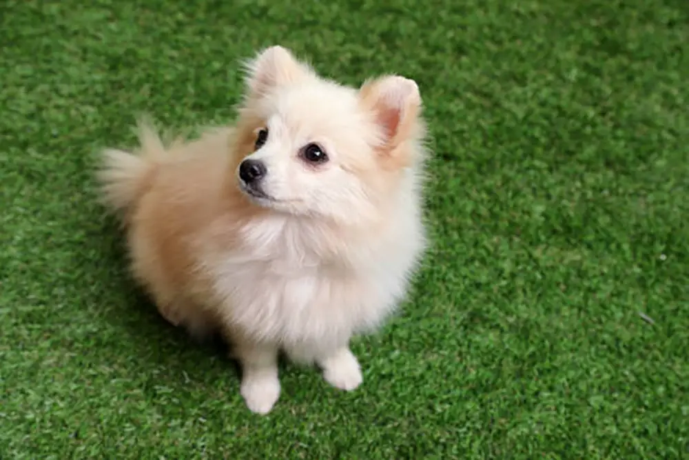 How to Install Pet-Friendly Artificial Grass: A Guide