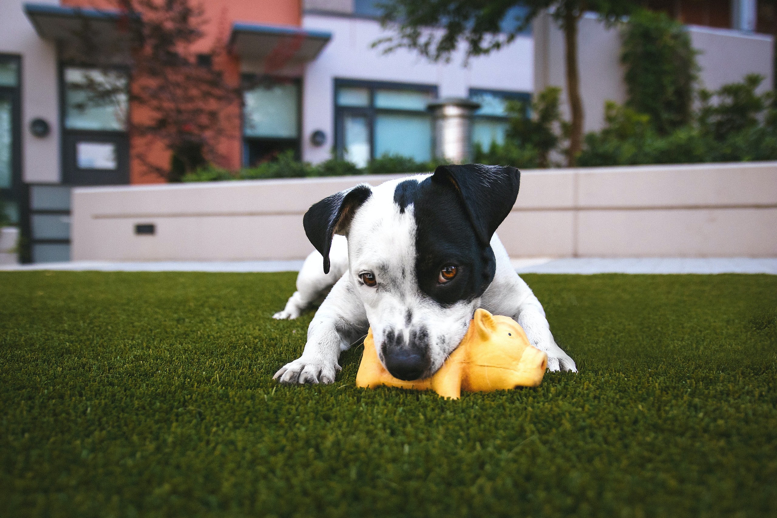 How to Install Pet-Friendly Artificial Grass: A Guide