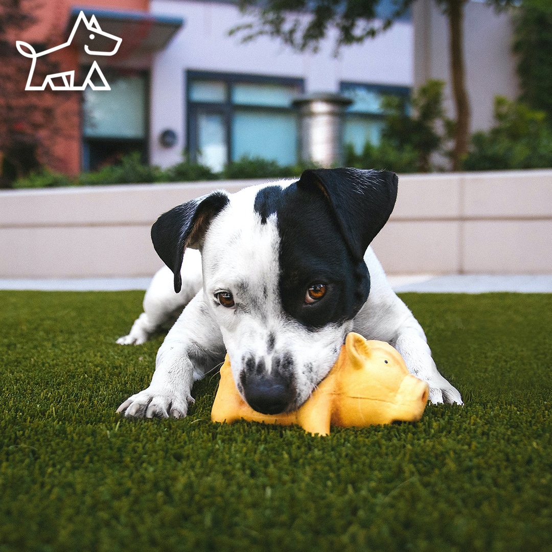 How to Install Pet-Friendly Artificial Grass: A Guide