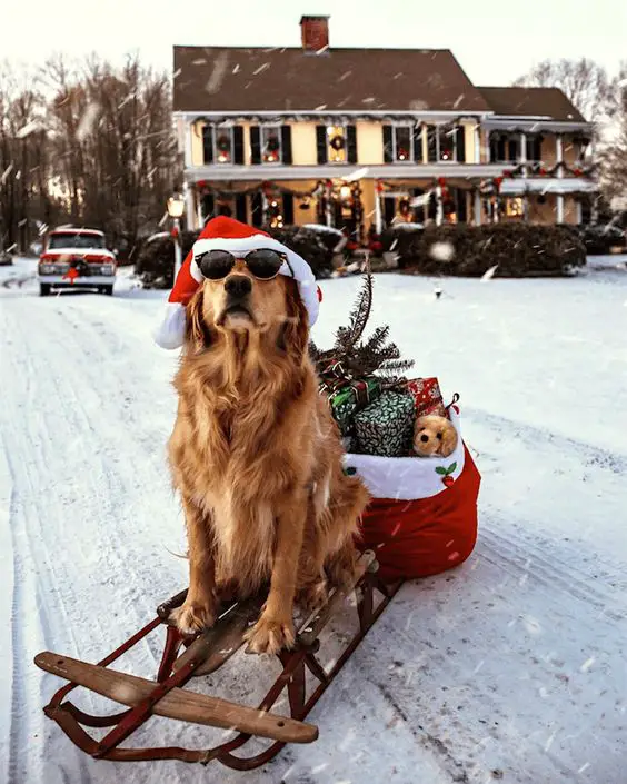dog in winter and christmas decor