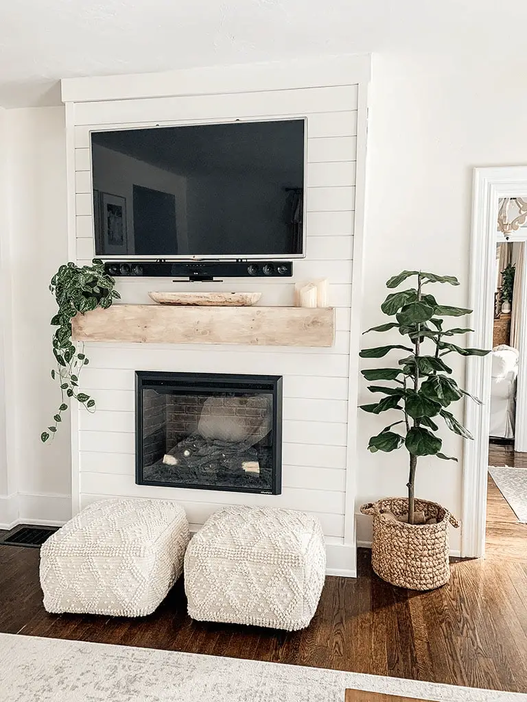 Decorate with Pet-friendly Houseplants and Flowers