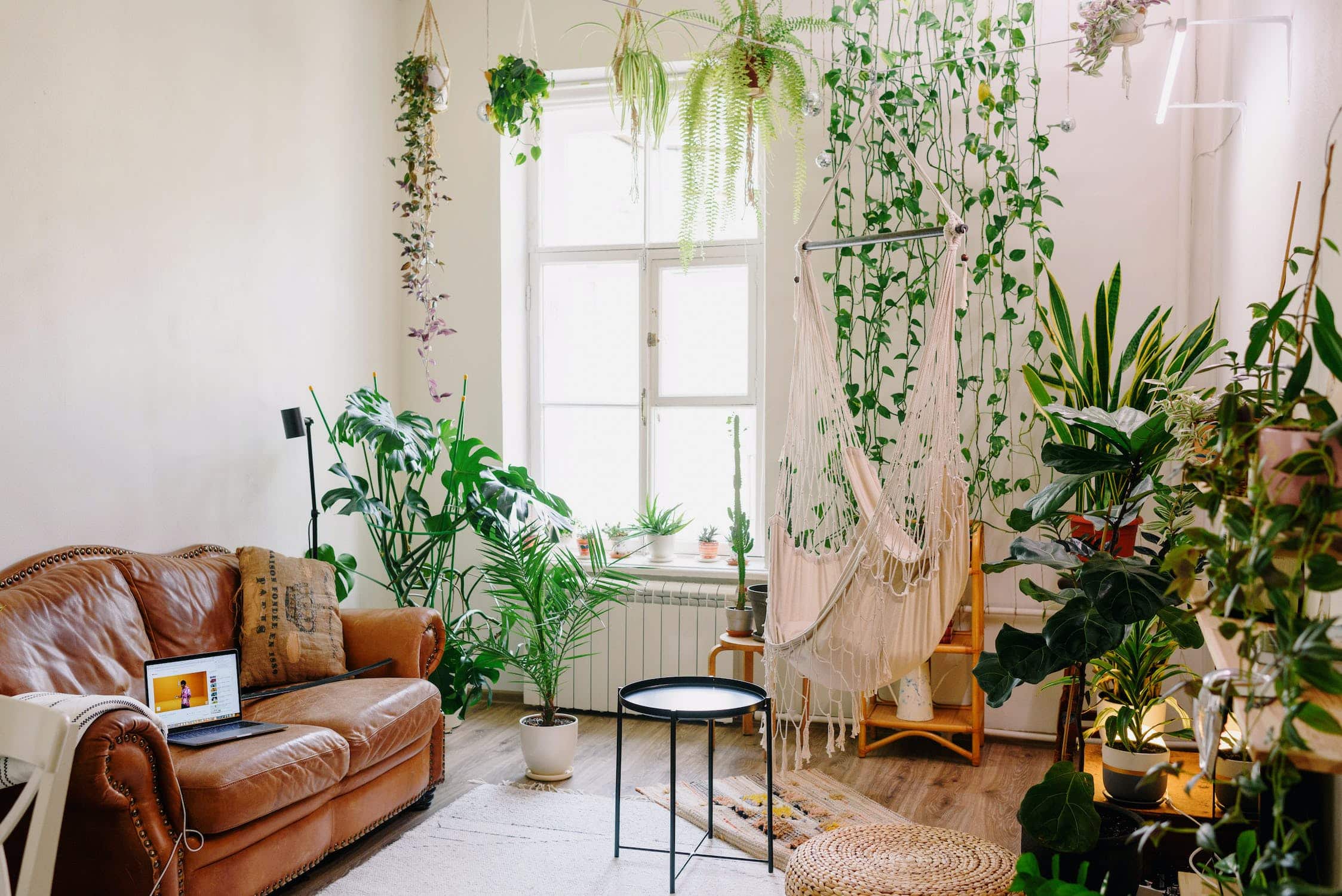 How to Arrange Plants in Your Living Room
