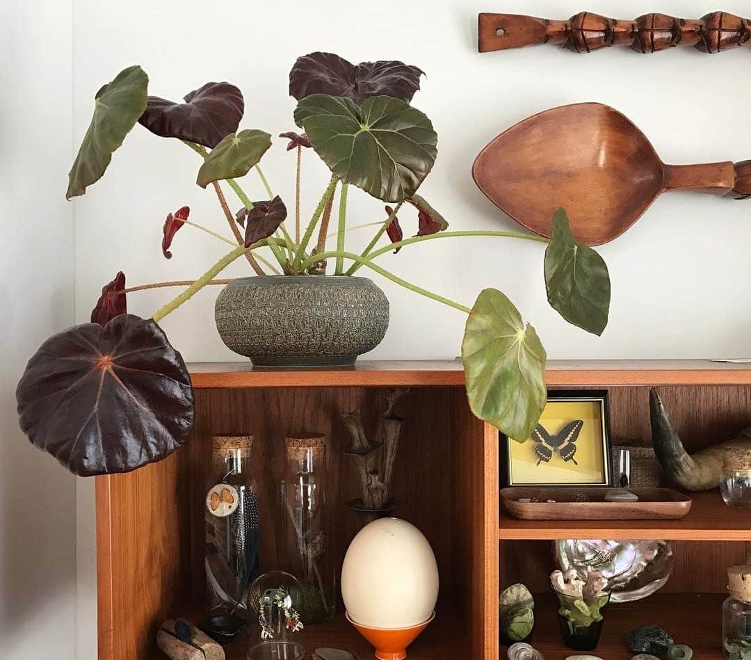 Add Plants or Flowers to Bring Life to the Space