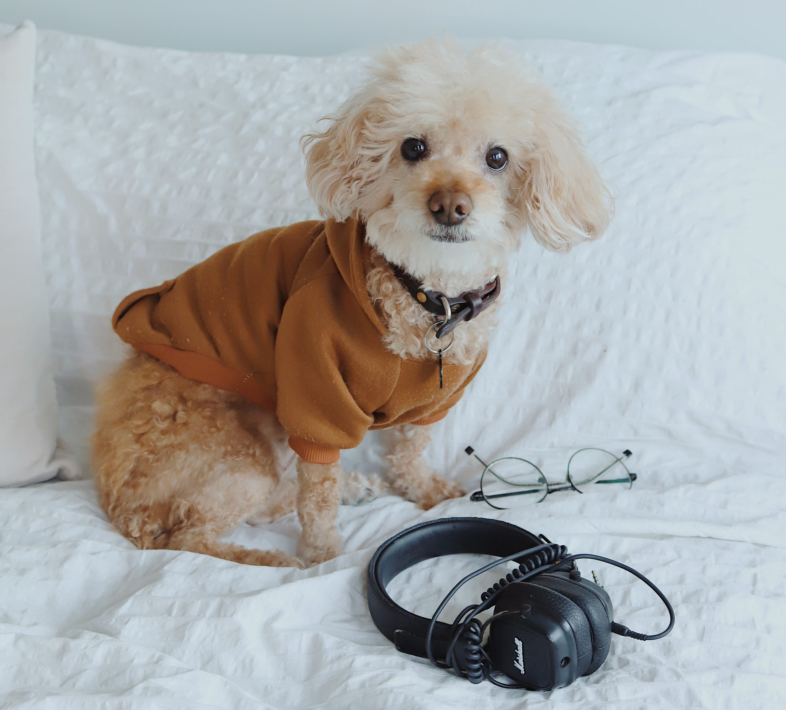music to calm dogs down