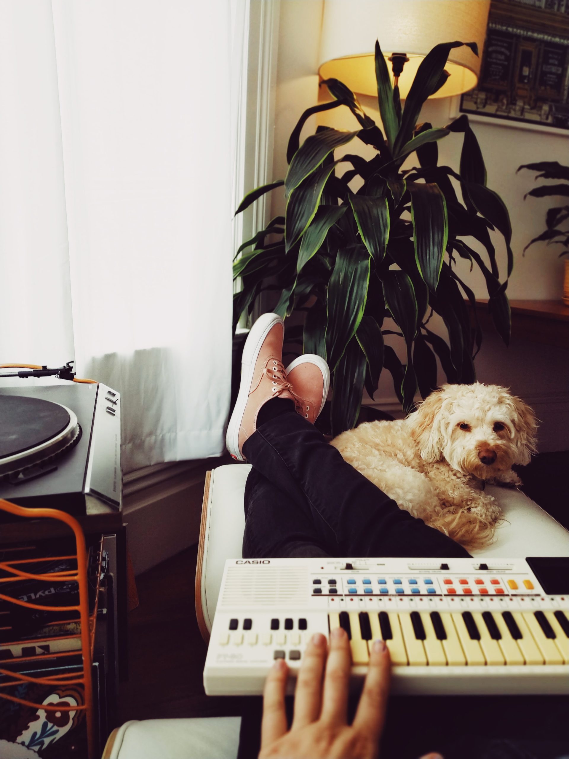 To get the most out of your dog’s music experience, it is important to pay attention to the volume.