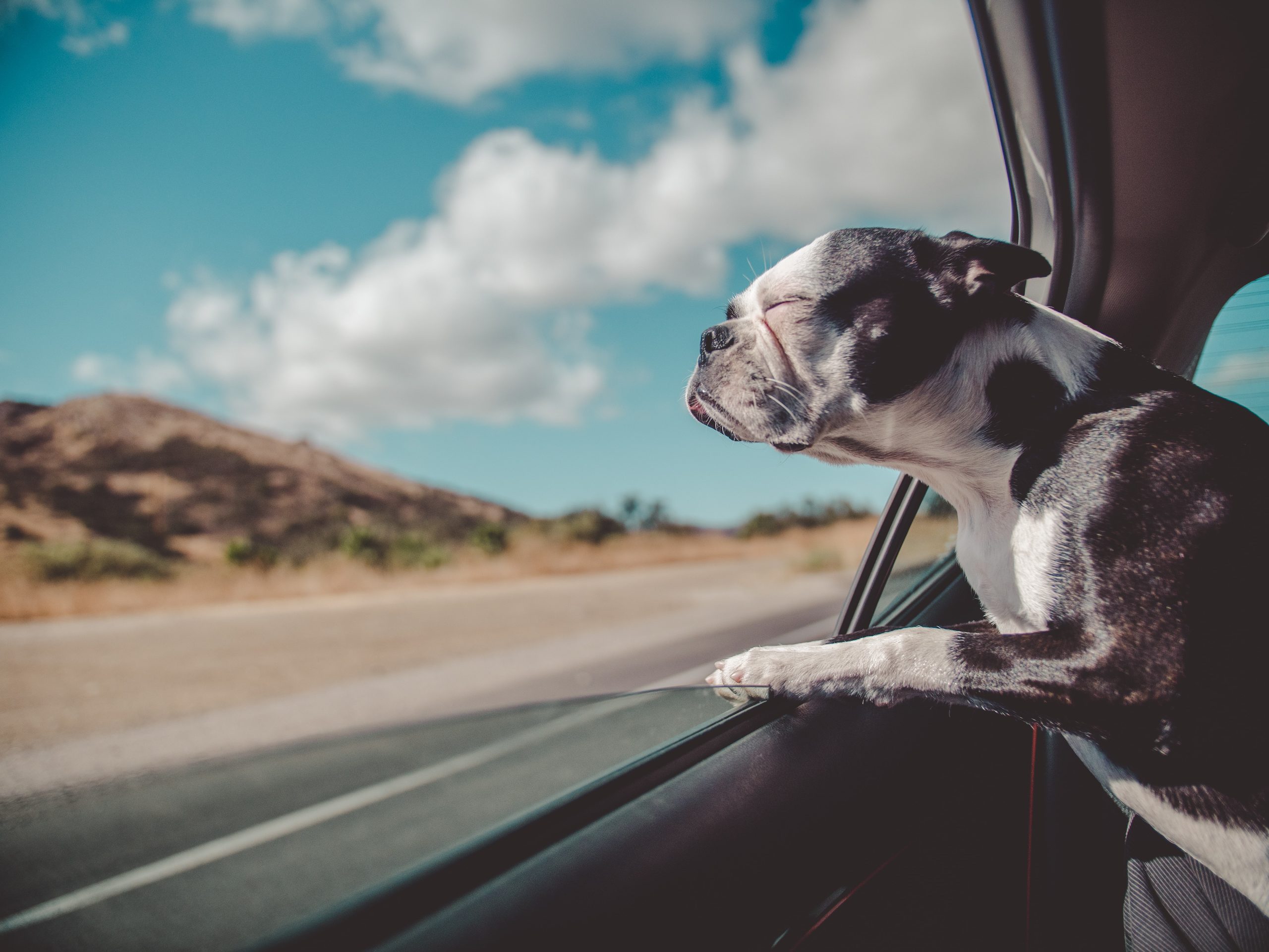 Use music to help your dog with scary or loud sounds, such as thunderstorms or the presence of other loud noises.