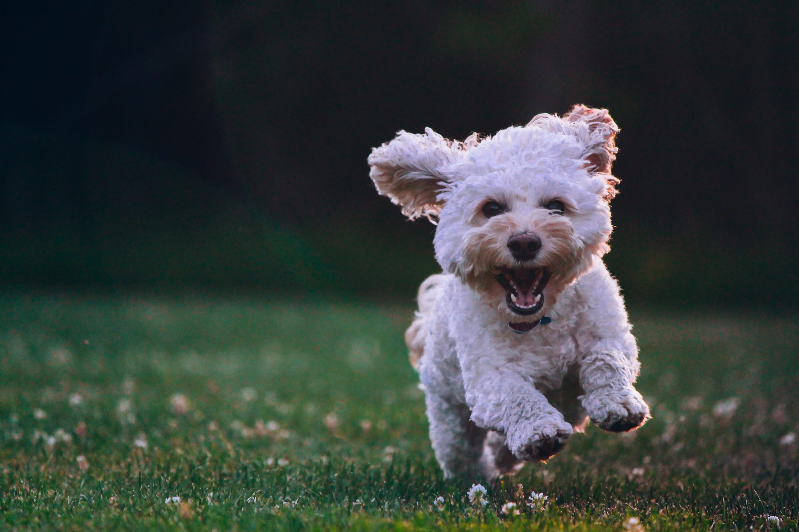 Use music to prevent barking and other unwanted behaviors. It can often be difficult to train puppies and dogs, especially…