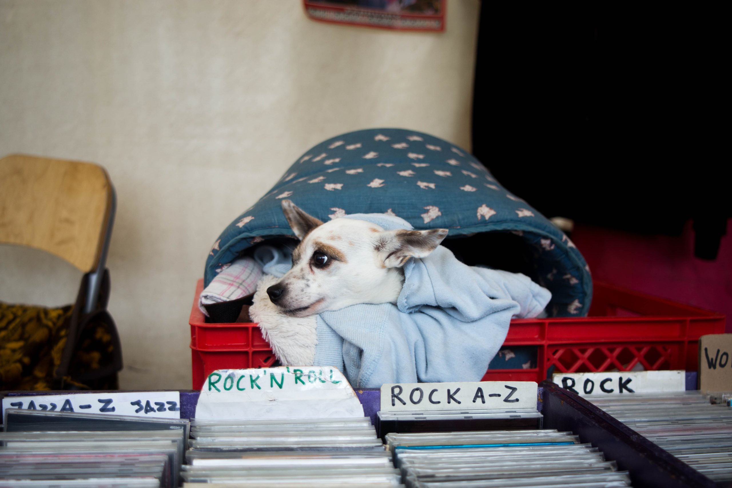 Combine music with visuals to keep your puppy entertained and relaxed.