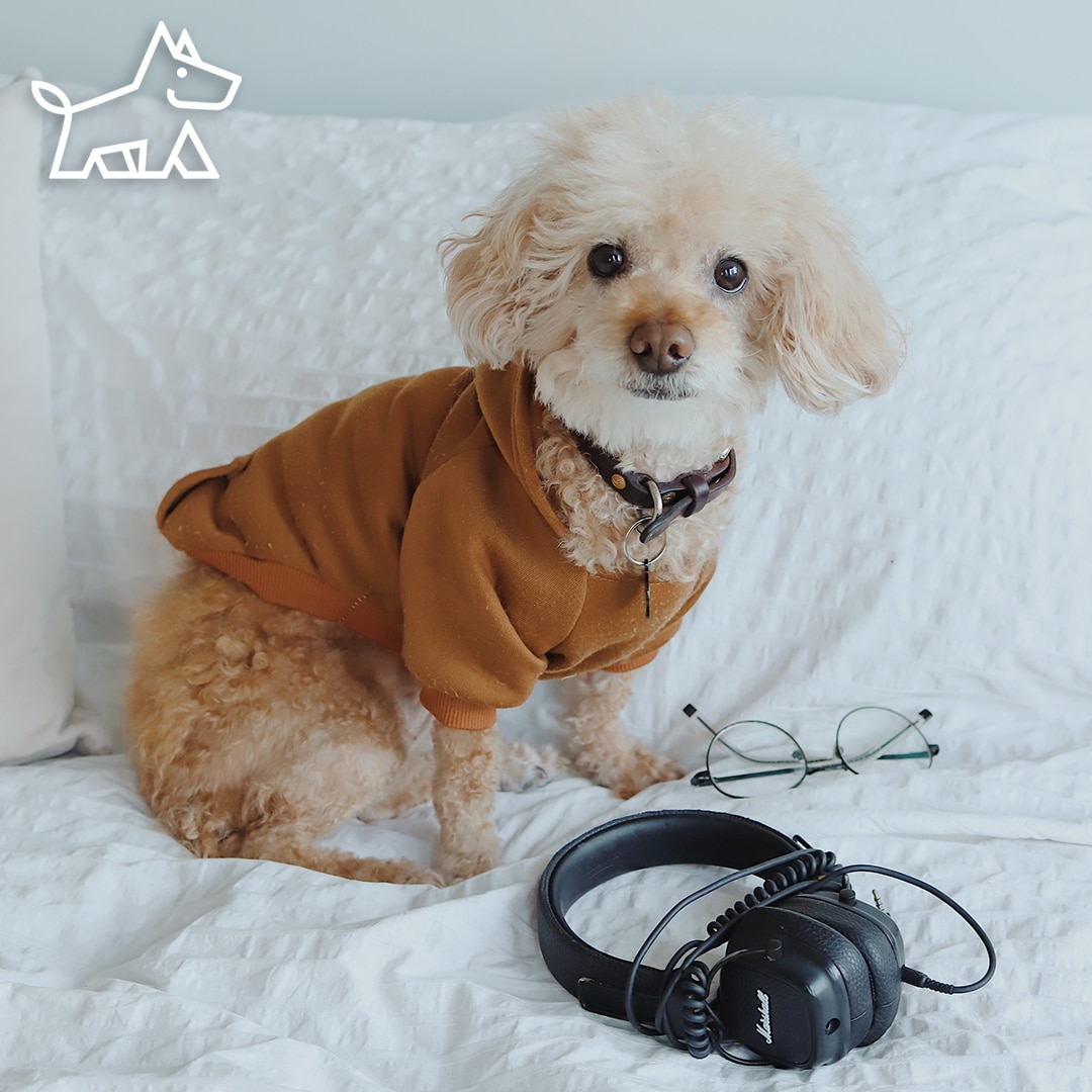 Music to Calm Dogs Down, Does it Work?