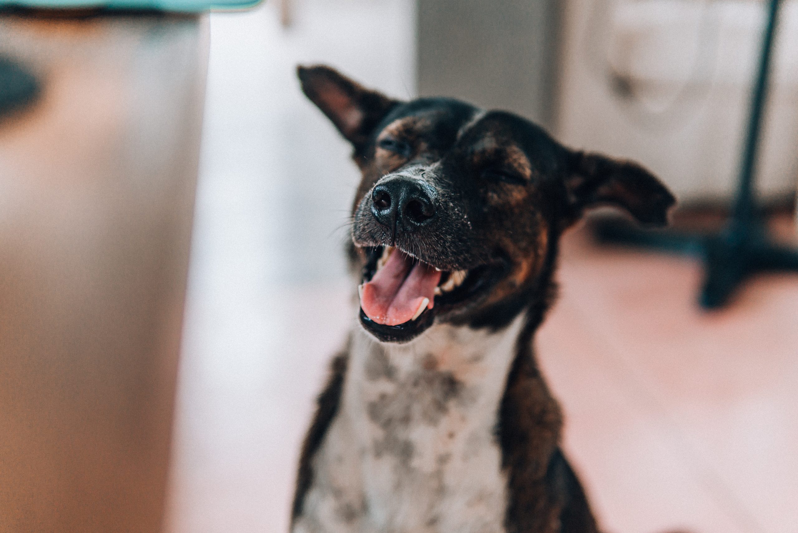 Use calming music for senior dogs who need extra comfort and joy.