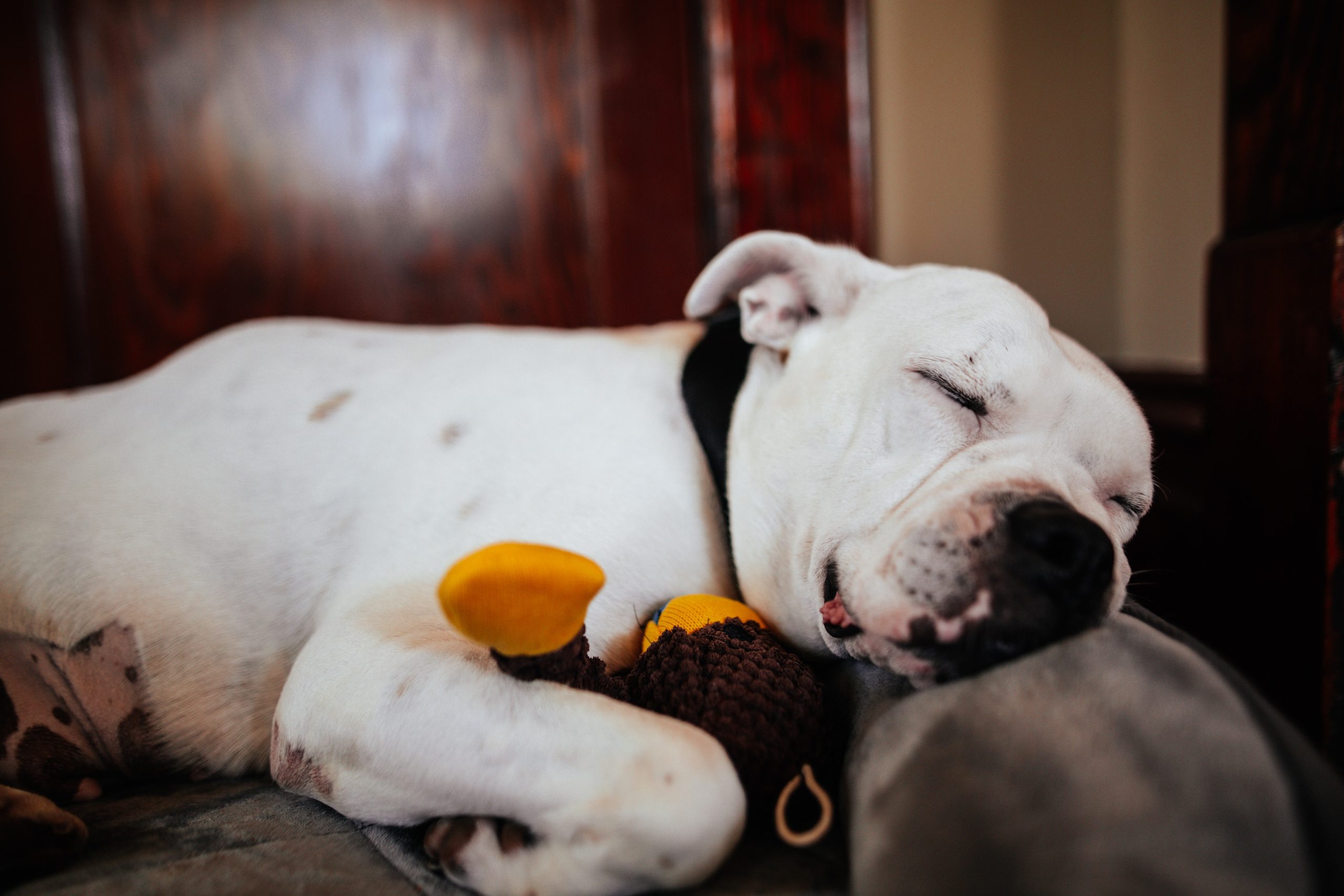 You should play calming and relaxing music for dogs when it is clear that they are anxious or stressed.