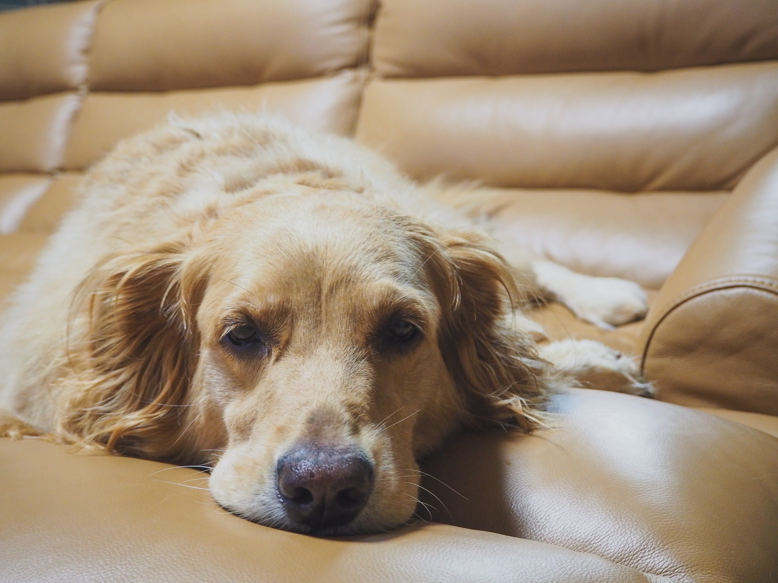Play music made for dogs, typically created with the right low-frequency tones and rhythms that will help them relax.
