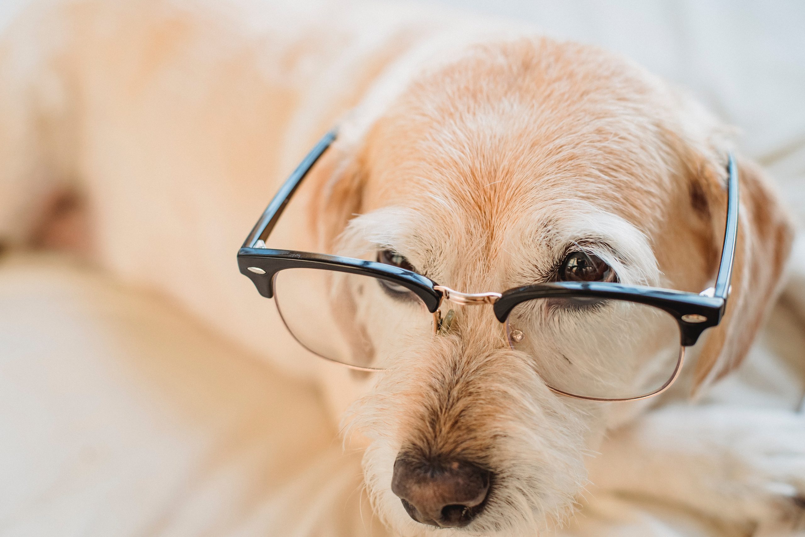 Some genres or types of music can help relax my dogs, such as classical music, reggae, soft rock, and even modern classical…