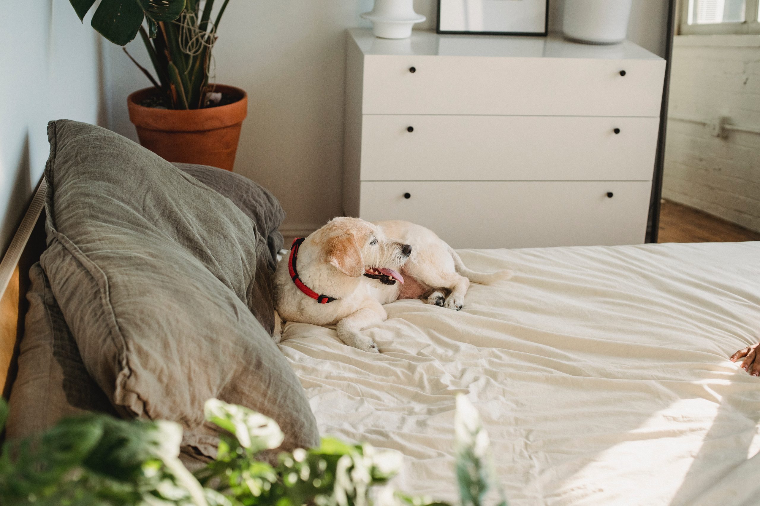 Dogs can be calmed by music, and it’s an easy way to keep them relaxed.