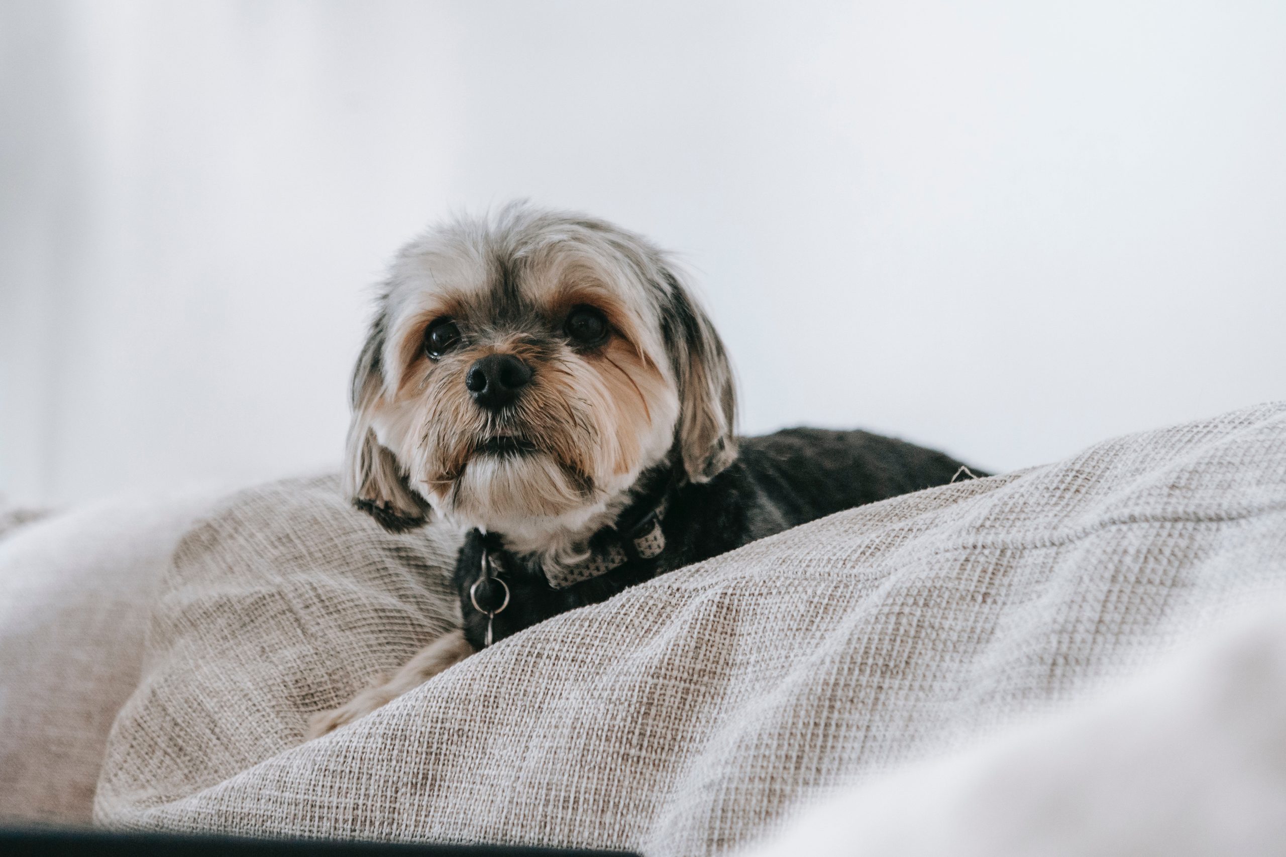 Different types of music affect your dog in different ways, so it’s important to find the right balance.