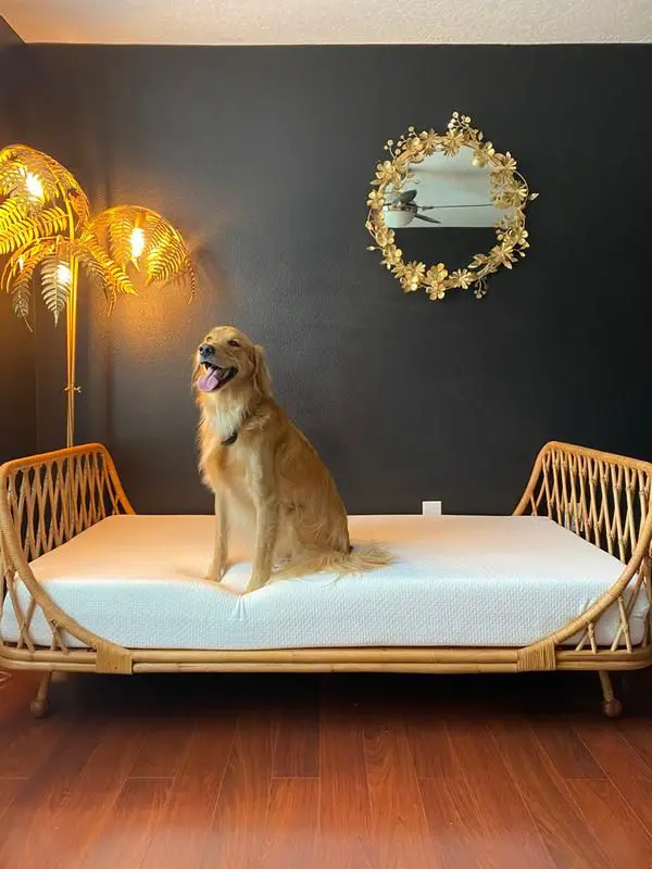 Guest Friendly – If you have frequent overnight guests, having a daybed is a great way to provide them with their own…