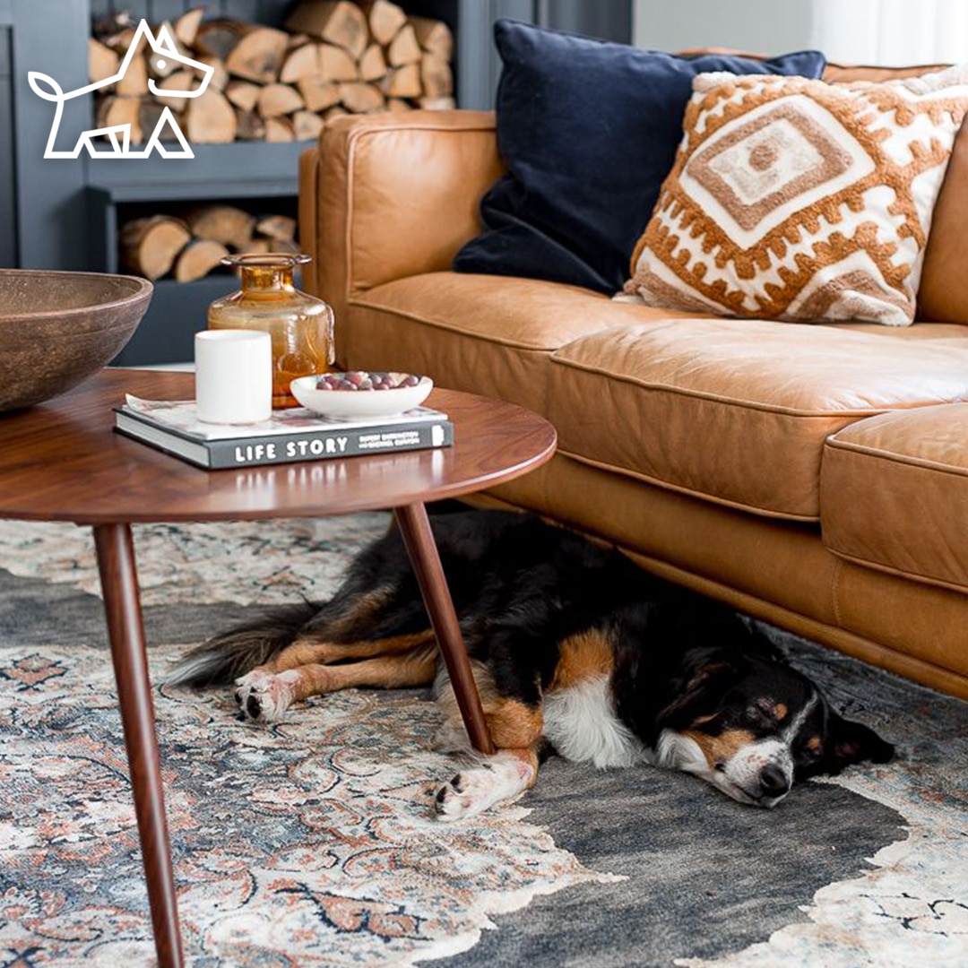 10 Things to Know to Clean a Leather Couch Like a Pro