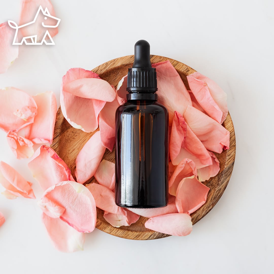 Are Essential Oils Safe For Dogs to Smell – What You Need To Know