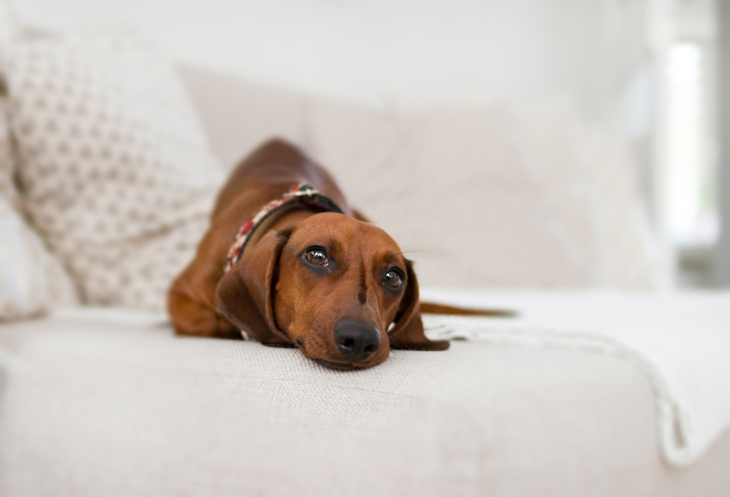 Creating Pet-Friendly Spaces with Evidence-Based Design Principles