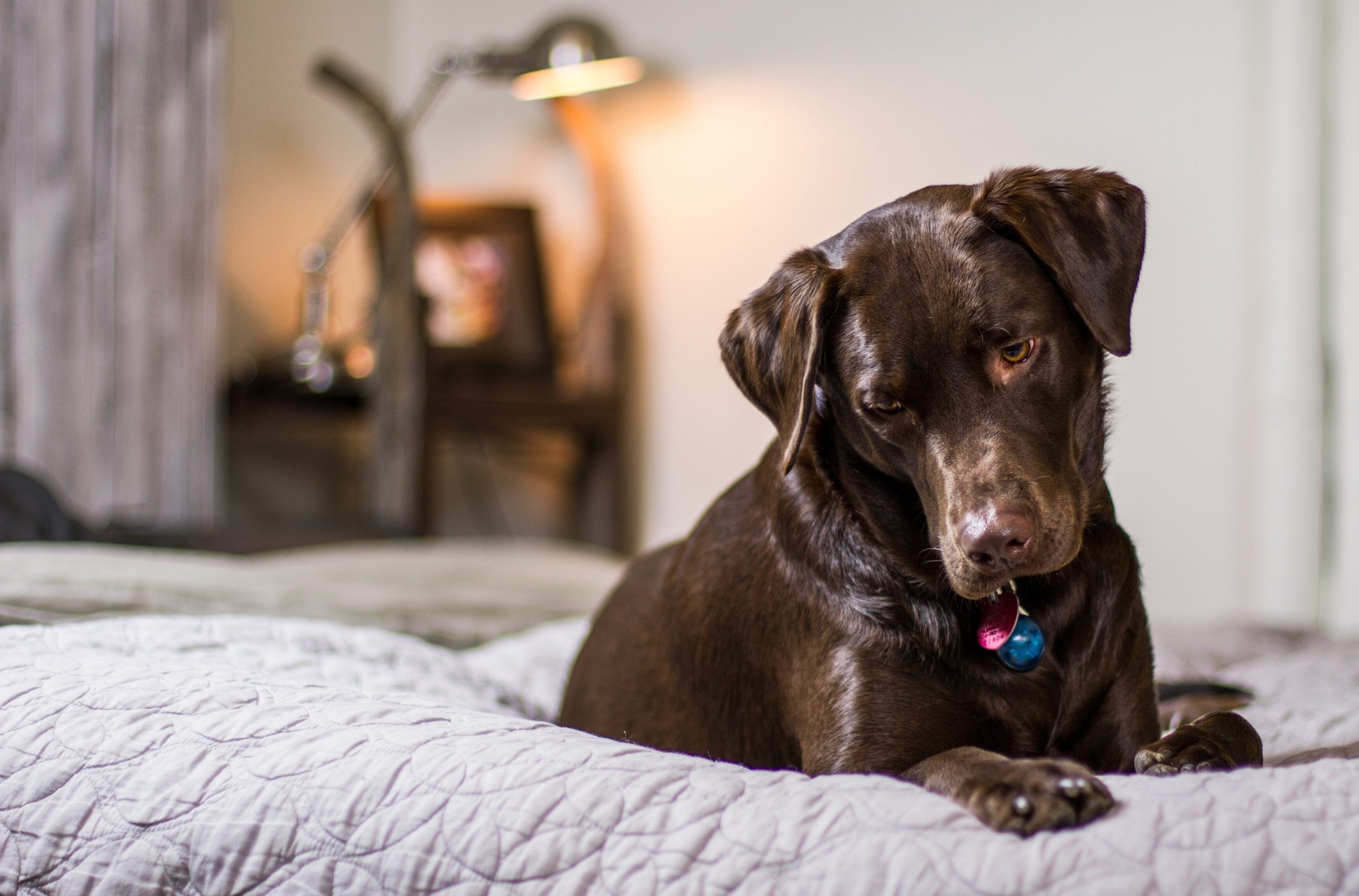 Symptoms of Essential Oil Poisoning in Dogs