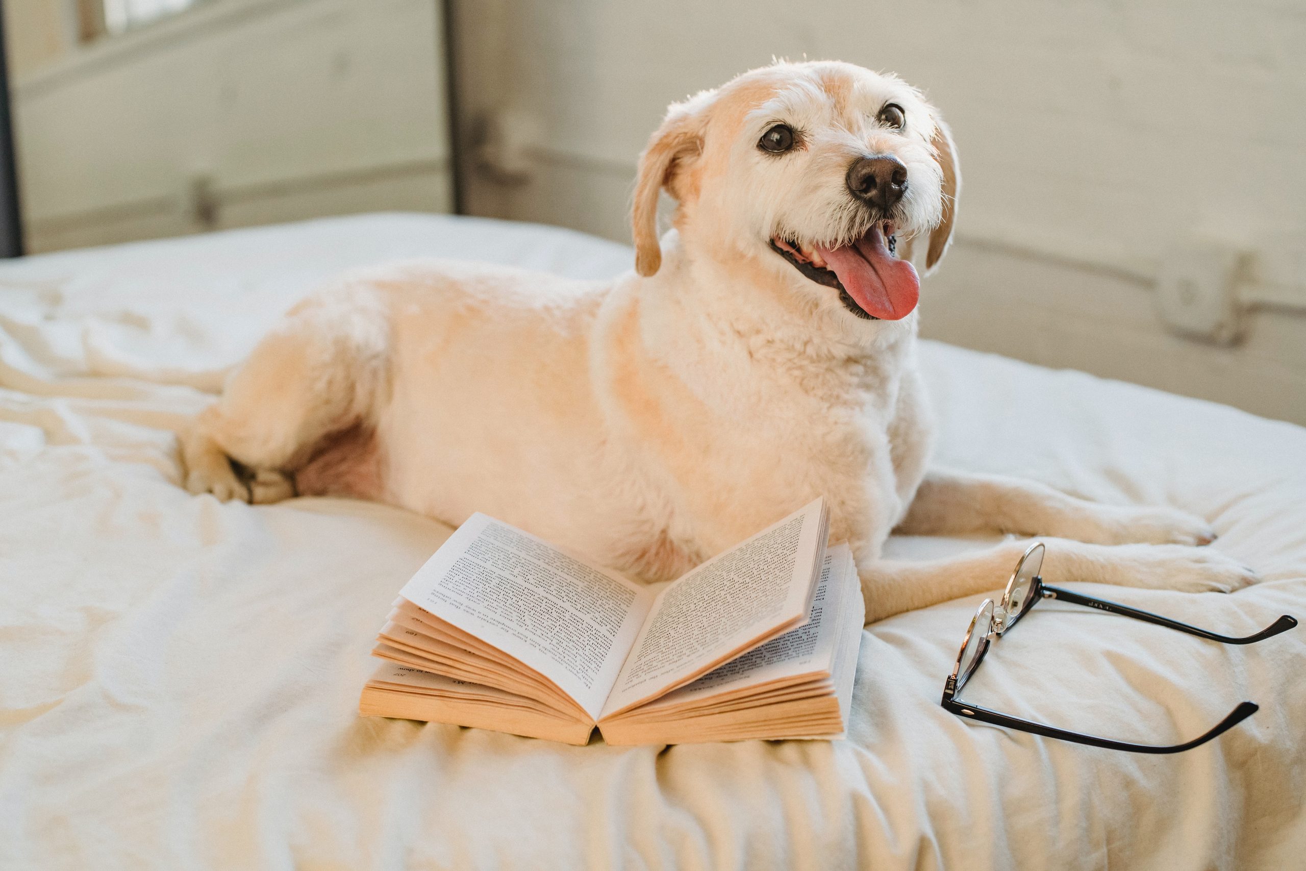 Common Essential Oils That Are Toxic to Dogs